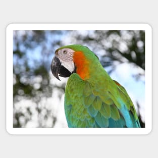 Harlequin Macaw Portrait Sticker